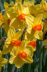 Brackenhurst Daffodil Narcissus Bulbs Blooms Species Growing Bonsai Roots Rhizomes Corms Tubers Potted Planting Reblooming Fragrant Garden Flower Seeds Plant