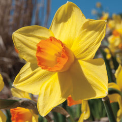 Brackenhurst Daffodil Narcissus Bulbs Blooms Species Growing Bonsai Roots Rhizomes Corms Tubers Potted Planting Reblooming Fragrant Garden Flower Seeds Plant