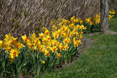 Brackenhurst Daffodil Narcissus Bulbs Blooms Species Growing Bonsai Roots Rhizomes Corms Tubers Potted Planting Reblooming Fragrant Garden Flower Seeds Plant