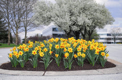 Brackenhurst Daffodil Narcissus Bulbs Blooms Species Growing Bonsai Roots Rhizomes Corms Tubers Potted Planting Reblooming Fragrant Garden Flower Seeds Plant