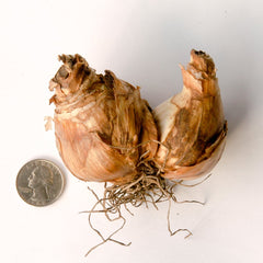 Brackenhurst Daffodil Narcissus Bulbs Blooms Species Growing Bonsai Roots Rhizomes Corms Tubers Potted Planting Reblooming Fragrant Garden Flower Seeds Plant