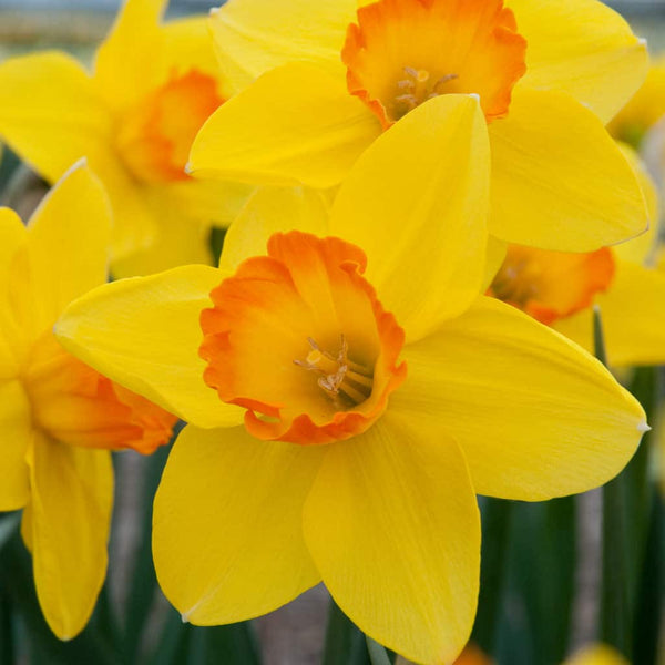 Ceylon Daffodil Mixture Narcissus Bulbs Blooms Species Growing Bonsai Roots Rhizomes Corms Tubers Potted Planting Reblooming Fragrant Garden Flower Seeds Plant