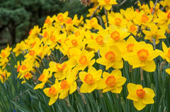 Ceylon Daffodil Narcissus Bulbs Blooms Species Growing Bonsai Roots Rhizomes Corms Tubers Potted Planting Reblooming Fragrant Garden Flower Seeds Plant