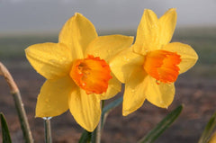 Ceylon Daffodil Narcissus Bulbs Blooms Species Growing Bonsai Roots Rhizomes Corms Tubers Potted Planting Reblooming Fragrant Garden Flower Seeds Plant