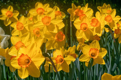 Ceylon Daffodil Mixture Narcissus Bulbs Blooms Species Growing Bonsai Roots Rhizomes Corms Tubers Potted Planting Reblooming Fragrant Garden Flower Seeds Plant