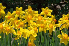 Ceylon Daffodil Mixture Narcissus Bulbs Blooms Species Growing Bonsai Roots Rhizomes Corms Tubers Potted Planting Reblooming Fragrant Garden Flower Seeds Plant