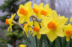 Brackenhurst Daffodil Narcissus Bulbs Blooms Species Growing Bonsai Roots Rhizomes Corms Tubers Potted Planting Reblooming Fragrant Garden Flower Seeds Plant