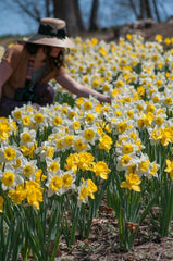 The Gold Shoulder Narcissus Daffodil Bulbs Blooms Species Growing Bonsai Roots Rhizomes Corms Tubers Potted Planting Reblooming Fragrant Garden Flower Seeds Plant - Seedsplant
