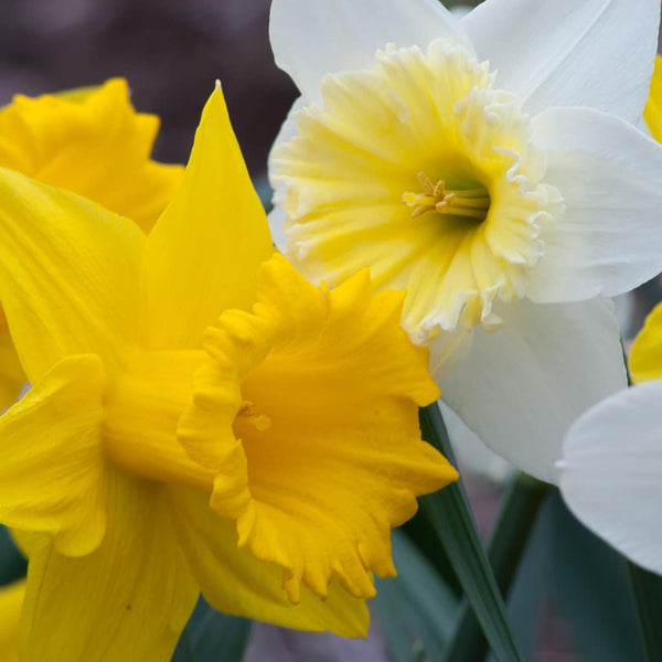 The Gold Shoulder Narcissus Daffodil Bulbs Blooms Species Growing Bonsai Roots Rhizomes Corms Tubers Potted Planting Reblooming Fragrant Garden Flower Seeds Plant