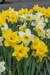 The Gold Shoulder Narcissus Daffodil Bulbs Blooms Species Growing Bonsai Roots Rhizomes Corms Tubers Potted Planting Reblooming Fragrant Garden Flower Seeds Plant - Seedsplant