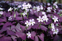 Butterfly Oxalis Bulbs Wood Sorrel Shamrock Perennial Growing Bonsai Roots Rhizomes Corms Tubers Potted Planting Reblooming Fragrant Garden Species Blooms Flower Seeds Plant Gardening