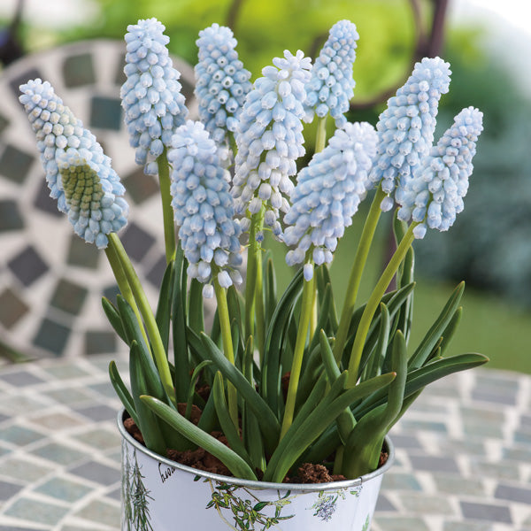 Grape Hyacinth Mount Hood Bulbs Blooms Species Growing Bonsai Roots Rhizomes Corms Tubers Potted Planting Reblooming Fragrant Garden Flower Seeds Plant Gardening
