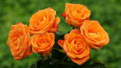 Orange Rose Seedlings Flower Seeds Perennial Growing Bonsai Corms Tubers Potted Planting Reblooming Fragrant Garden Roots Rhizomes Species Blooms Plant Bulbs Gardening Tree