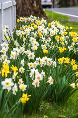 Spring Loaded Daffodil Narcissus Bulbs Blooms Species Growing Bonsai Roots Rhizomes Corms Tubers Potted Planting Reblooming Fragrant Garden Flower Seeds Plant