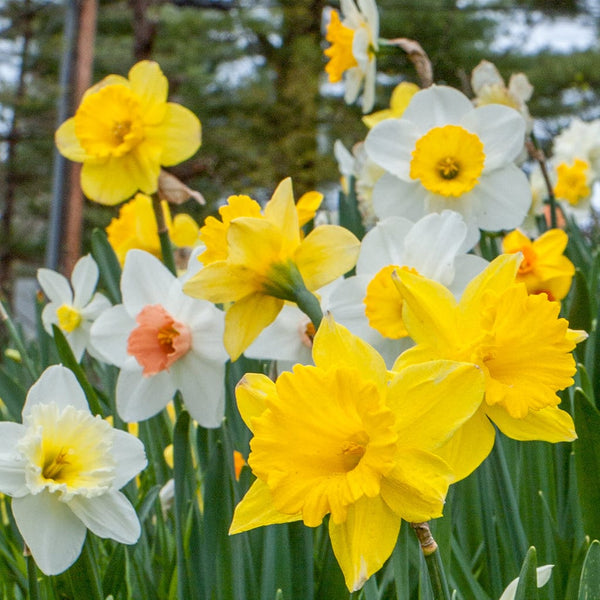 Spring Loaded Daffodil Narcissus Bulbs Blooms Species Growing Bonsai Roots Rhizomes Corms Tubers Potted Planting Reblooming Fragrant Garden Flower Seeds Plant