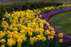Queen’s Day Daffodil Narcissus Bulbs Blooms Species Growing Bonsai Roots Rhizomes Corms Tubers Potted Planting Reblooming Fragrant Garden Flower Seeds Plant - Seedsplant