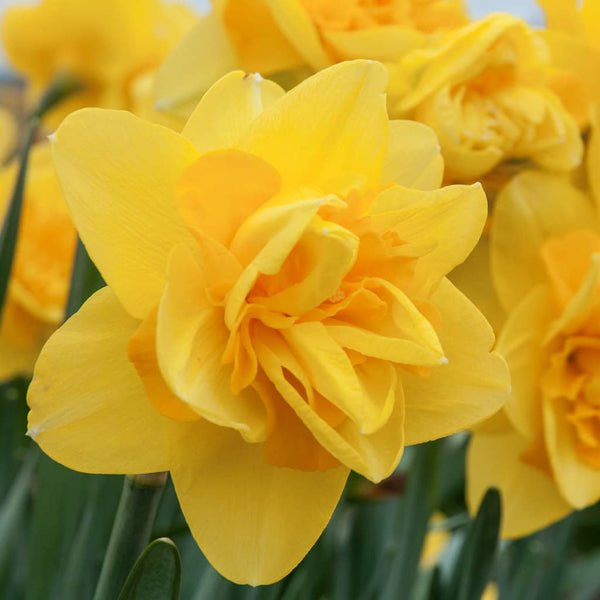Queen’s Day Daffodil Narcissus Bulbs Blooms Species Growing Bonsai Roots Rhizomes Corms Tubers Potted Planting Reblooming Fragrant Garden Flower Seeds Plant