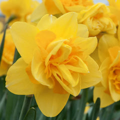 Queen’s Day Daffodil Narcissus Bulbs Blooms Species Growing Bonsai Roots Rhizomes Corms Tubers Potted Planting Reblooming Fragrant Garden Flower Seeds Plant - Seedsplant
