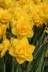 Queen’s Day Daffodil Narcissus Bulbs Blooms Species Growing Bonsai Roots Rhizomes Corms Tubers Potted Planting Reblooming Fragrant Garden Flower Seeds Plant - Seedsplant