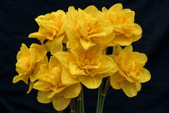Queen’s Day Daffodil Narcissus Bulbs Blooms Species Growing Bonsai Roots Rhizomes Corms Tubers Potted Planting Reblooming Fragrant Garden Flower Seeds Plant - Seedsplant
