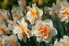 Flower Parade Daffodil Narcissus Bulbs Blooms Species Growing Bonsai Roots Rhizomes Corms Tubers Potted Planting Reblooming Fragrant Garden Flower Seeds Plant