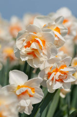 Flower Parade Daffodil Narcissus Bulbs Blooms Species Growing Bonsai Roots Rhizomes Corms Tubers Potted Planting Reblooming Fragrant Garden Flower Seeds Plant