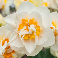 Flower Parade Daffodil Narcissus Bulbs Blooms Species Growing Bonsai Roots Rhizomes Corms Tubers Potted Planting Reblooming Fragrant Garden Flower Seeds Plant