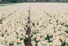 Flower Parade Daffodil Narcissus Bulbs Blooms Species Growing Bonsai Roots Rhizomes Corms Tubers Potted Planting Reblooming Fragrant Garden Flower Seeds Plant