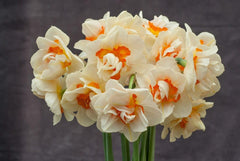 Flower Parade Daffodil Narcissus Bulbs Blooms Species Growing Bonsai Roots Rhizomes Corms Tubers Potted Planting Reblooming Fragrant Garden Flower Seeds Plant