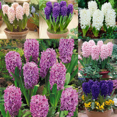 Hyacinth Bedding Collection Bulbs Blooms Species Growing Bonsai Roots Rhizomes Corms Tubers Potted Planting Reblooming Fragrant Garden Flower Seeds Plant Gardening