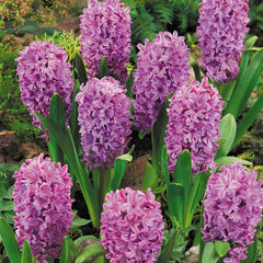 Hyacinth Bedding Collection Bulbs Blooms Species Growing Bonsai Roots Rhizomes Corms Tubers Potted Planting Reblooming Fragrant Garden Flower Seeds Plant Gardening