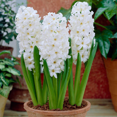 Prepared Hyacinth Collection Bulbs Blooms Species Growing Bonsai Roots Rhizomes Corms Tubers Potted Planting Reblooming Fragrant Garden Flower Seeds Plant Gardening - Seedsplant