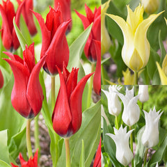 Tulip Bulbs Chic Collection Blooms Species Growing Bonsai Roots Rhizomes Corms Tubers Potted Planting Reblooming Fragrant Garden Flower Seeds Plant - Seedsplant