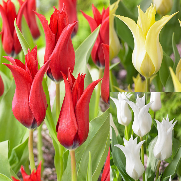 Tulip Bulbs Chic Collection Blooms Species Growing Bonsai Roots Rhizomes Corms Tubers Potted Planting Reblooming Fragrant Garden Flower Seeds Plant