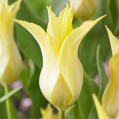 Tulip Bulbs Chic Collection Blooms Species Growing Bonsai Roots Rhizomes Corms Tubers Potted Planting Reblooming Fragrant Garden Flower Seeds Plant - Seedsplant