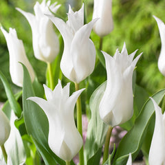 Tulip Bulbs Chic Collection Blooms Species Growing Bonsai Roots Rhizomes Corms Tubers Potted Planting Reblooming Fragrant Garden Flower Seeds Plant