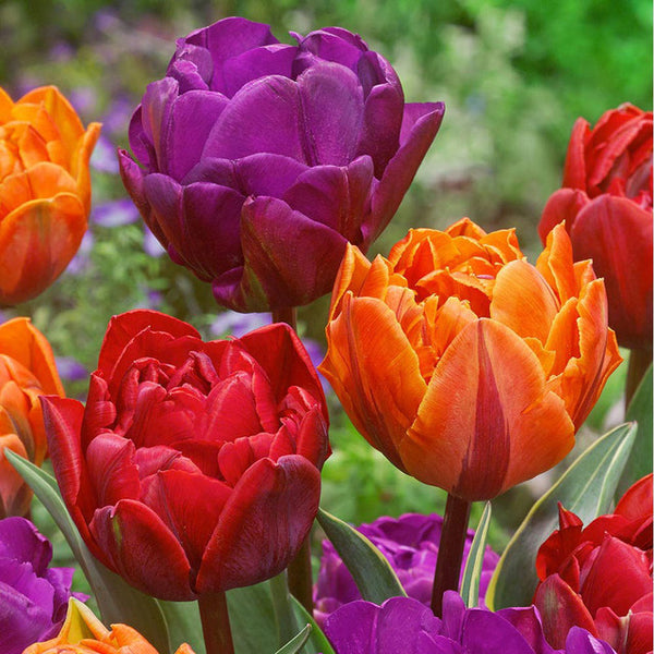 Tulip Bulbs Double Princess Collection Blooms Species Growing Bonsai Roots Rhizomes Corms Tubers Potted Planting Reblooming Fragrant Garden Flower Seeds Plant