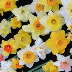 The Top Daffodil Narcissus Bulbs Blooms Species Growing Bonsai Roots Rhizomes Corms Tubers Potted Planting Reblooming Fragrant Garden Flower Seeds Plant