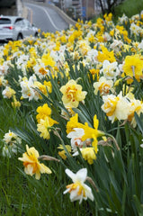 The Top Daffodil Narcissus Bulbs Blooms Species Growing Bonsai Roots Rhizomes Corms Tubers Potted Planting Reblooming Fragrant Garden Flower Seeds Plant