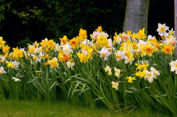 The Top Daffodil Narcissus Bulbs Blooms Species Growing Bonsai Roots Rhizomes Corms Tubers Potted Planting Reblooming Fragrant Garden Flower Seeds Plant