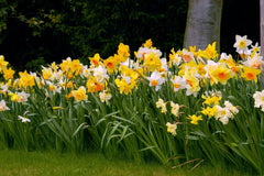 The Top Daffodil Narcissus Bulbs Blooms Species Growing Bonsai Roots Rhizomes Corms Tubers Potted Planting Reblooming Fragrant Garden Flower Seeds Plant