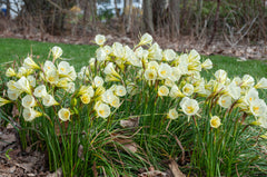 Mary Poppins Narcissus Daffodil Bulbs Blooms Species Growing Bonsai Roots Rhizomes Corms Tubers Potted Planting Reblooming Fragrant Garden Flower Seeds Plant