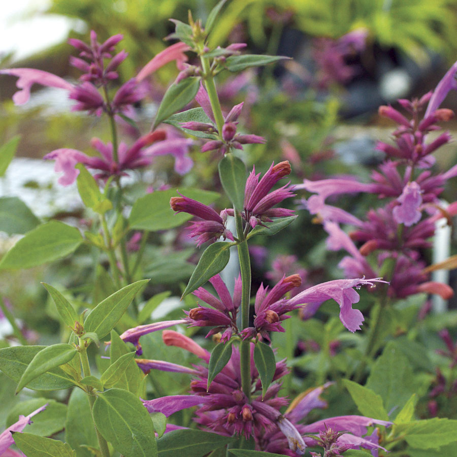 Agastache 'Rosie Posie' - Plants Seeds