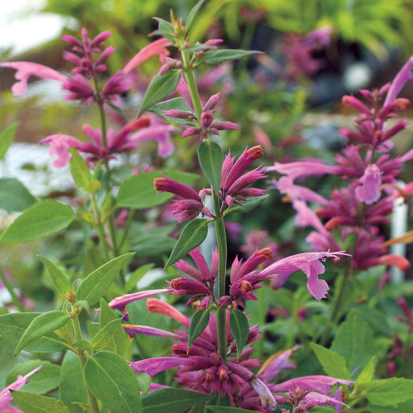 Agastache Rosie Posie