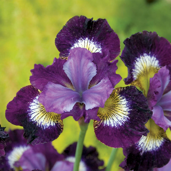 Iris Contrast in Styles Iris species Growing Fragrant Garden Bonsai Seeds Flower Plant Bulbs Roots Rhizomes Corms Tubers Potted Planting Reblooming