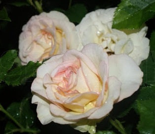 Perfume Kisses Rose Seedlings Flower Seeds Perennial Growing Bonsai Corms Tubers Potted Planting Reblooming Fragrant Garden Roots Rhizomes Species Blooms Plant Bulbs Gardening Tree