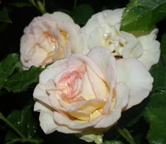 Perfume Kisses Rose Seedlings Flower Seeds Perennial Growing Bonsai Corms Tubers Potted Planting Reblooming Fragrant Garden Roots Rhizomes Species Blooms Plant Bulbs Gardening Tree