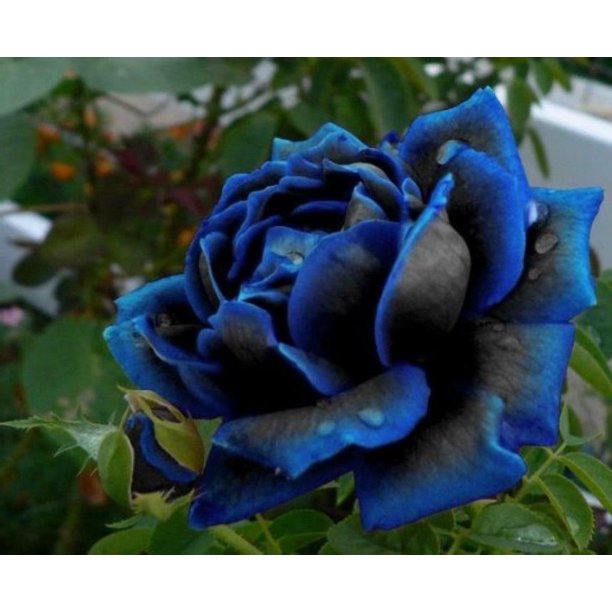 Blue Black Rose Seedlings Flower Seeds Perennial Growing Bonsai Corms Tubers Potted Planting Reblooming Fragrant Garden Roots Rhizomes Species Blooms Plant Bulbs Gardening Tree