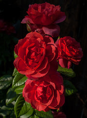 Hot Chocolate Rose Seedlings Flower Seeds Perennial Growing Bonsai Corms Tubers Potted Planting Reblooming Fragrant Garden Roots Rhizomes Species Blooms Plant Bulbs Gardening Tree