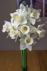 Mount Hood Narcissus Daffodil Bulbs Blooms Species Growing Bonsai Roots Rhizomes Corms Tubers Potted Planting Reblooming Fragrant Garden Flower Seeds Plant